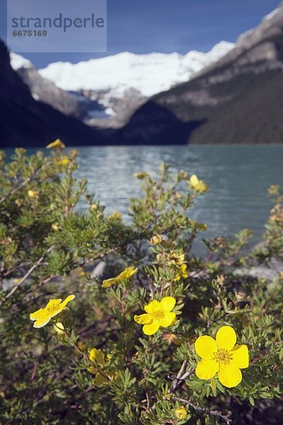 Lake Louise  Alberta  Kanada