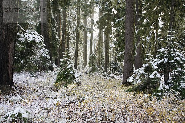 Snowy Wald