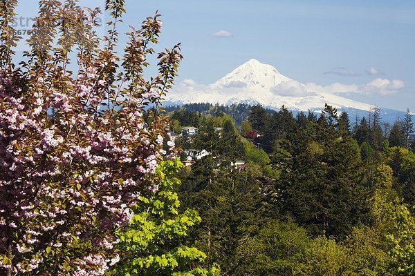 Vereinigte Staaten von Amerika  USA  Mount Hood  Oregon