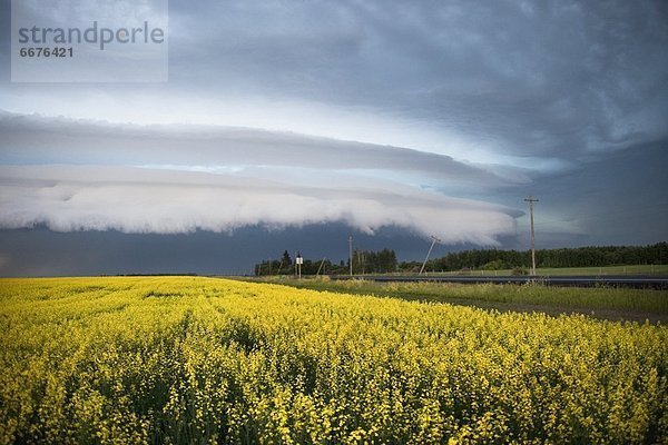 Himmel  über  Sturm  Feld  Canola