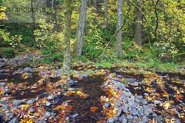 rennen  Wald  Herbst  Bach