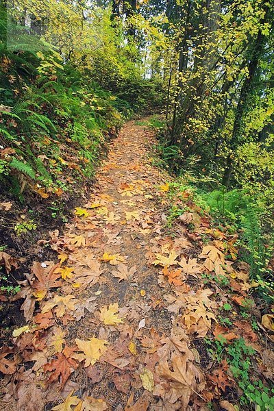 Weg  Wald  Herbst