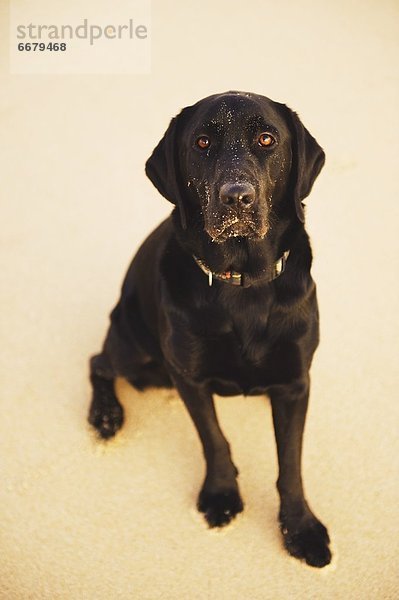 Ein schwarzer Labrador Hund