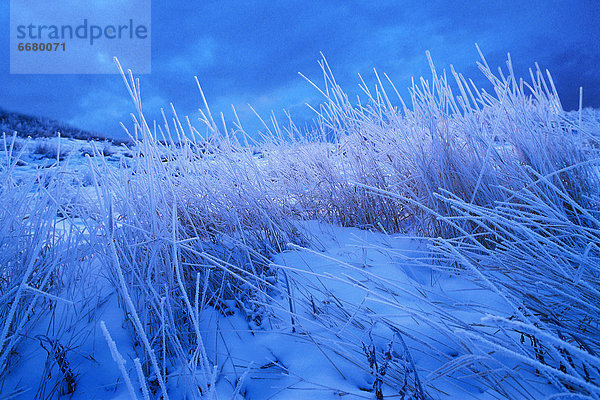 Winter  groß  großes  großer  große  großen  Gras  Frost  Schnee