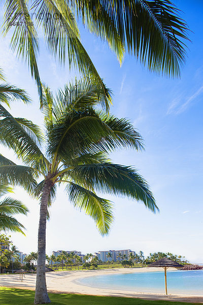 Strand  Baum  Hawaii  Oahu