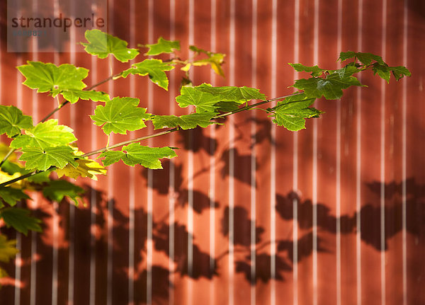 Wand  Baum  Ast  Streifen  Pflanzenblatt  Pflanzenblätter  Blatt