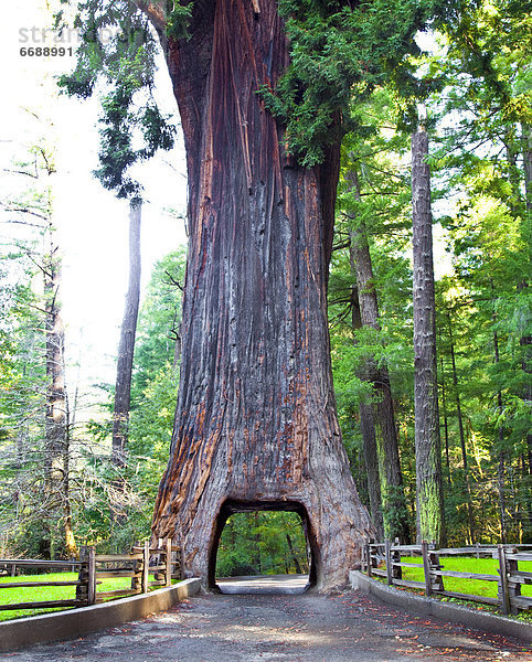 Baum  fahren  Sequoia  Kronleuchter