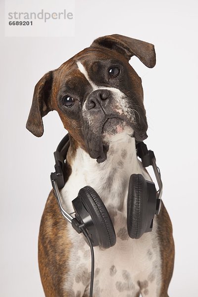 Kopfhörer  Hund
