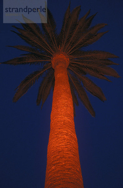 beleuchtet Baum Hügel Palme