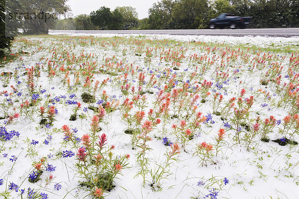 spät  Schneeflocke  Wildblume