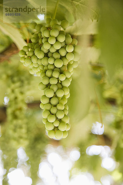 Trauben am Weinstock