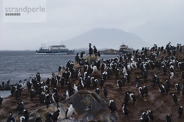 Kormoran  Phalacrocorax carbo