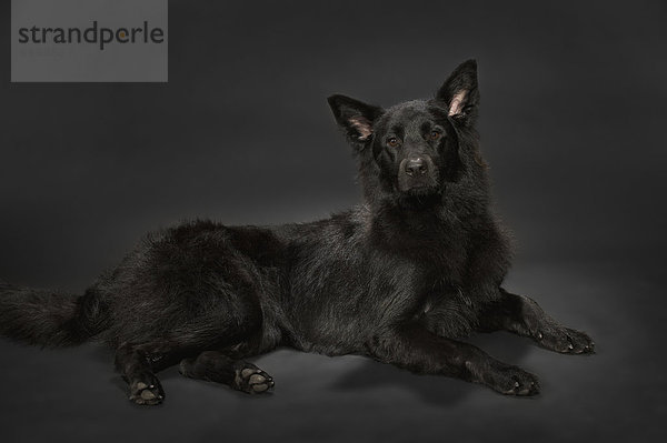Dunkelheit Hund schwarz Hintergrund grau Schafhirte