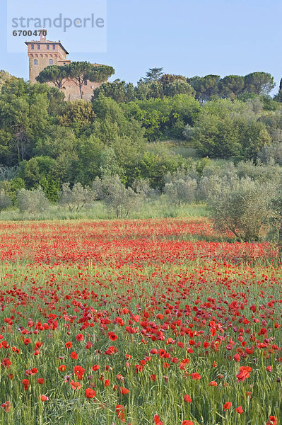 Mohnblumenwiese