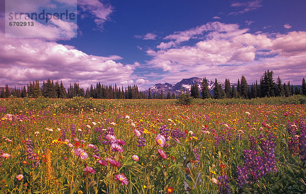 Wildblume  British Columbia  Kanada  Wells Gray Provincial Park