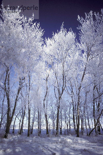 bedecken  Baum  Frost  Schnee