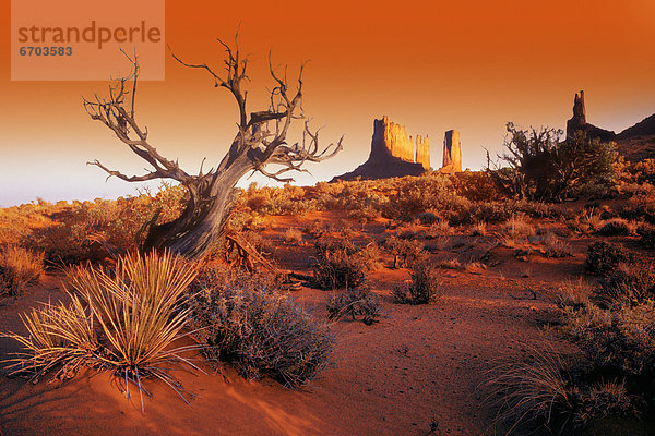 Vereinigte Staaten von Amerika USA Baum Tal Wüste Monument