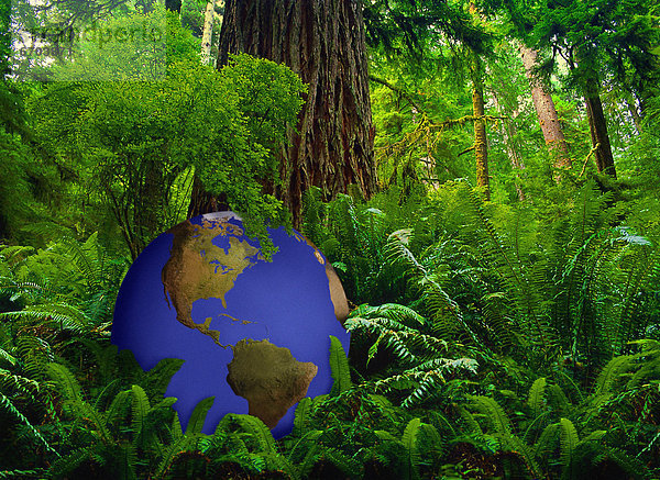 Baum  grün  Wald  blau  groß  großes  großer  große  großen  Globus