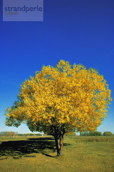 Baum  Feld  Herbst  Wiese