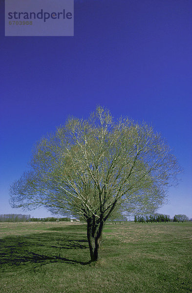 Baum  Feld  Wiese