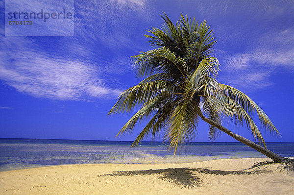 Strand  Baum  Ozean  Ansicht  Palme