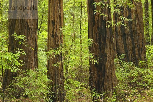 Vereinigte Staaten von Amerika USA Nationalpark Laubwald Moor Kalifornien