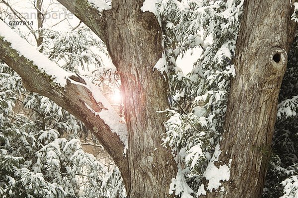 Winter  Baum  Sonne