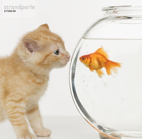 Goldfisch  Carassius auratus auratus  sehen  Kätzchen  Katze