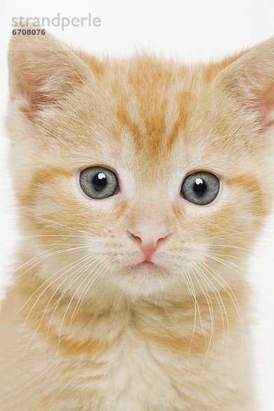 Porträt von ein Kätzchen