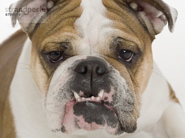 Porträt von eine Bulldogge