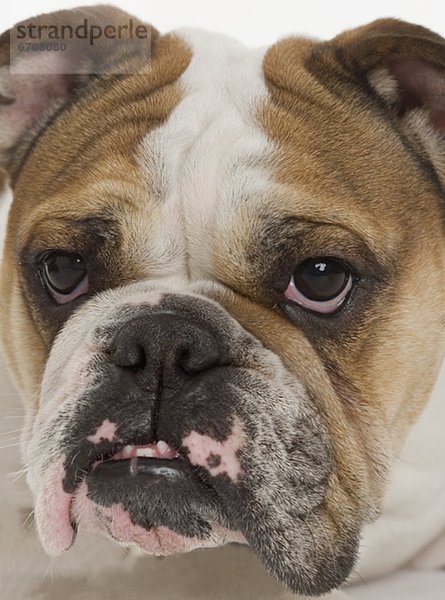 Porträt von eine Bulldogge