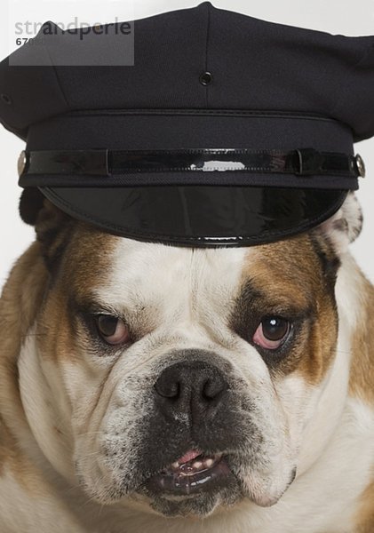 Kleidung  Bulldogge  Polizist