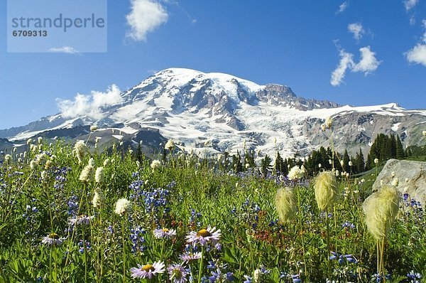 Vereinigte Staaten von Amerika  USA  Wildblume  Berg  Mount Rainier Nationalpark