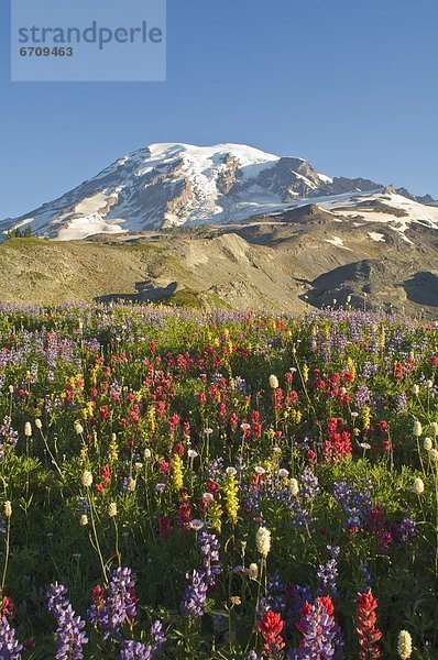Vereinigte Staaten von Amerika  USA  Wildblume  Berg  Mount Rainier Nationalpark  Washington State