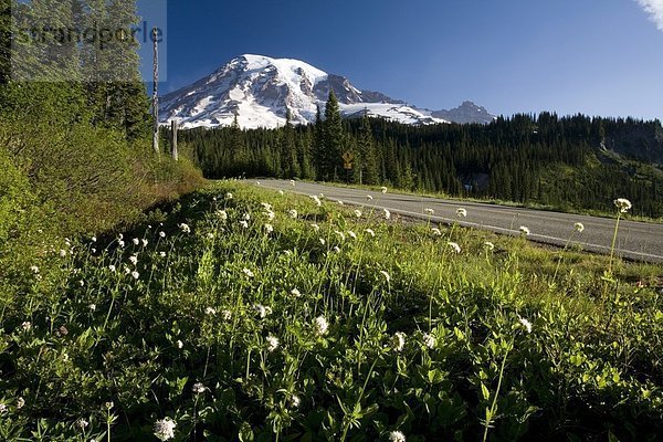 'Wildflowers Along Road  Mt. Rainier In The Background