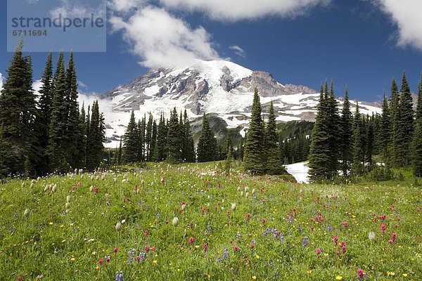 'Meadow With Blooming Flowers  Mt. Rainier In Background