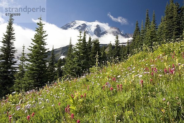 'Meadow With Blooming Flowers  Mt. Rainier In Background