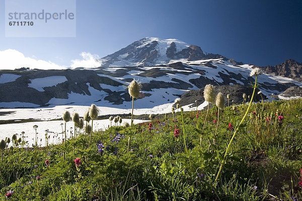 'Meadow With Blooming Flowers  Mt. Rainier In Background