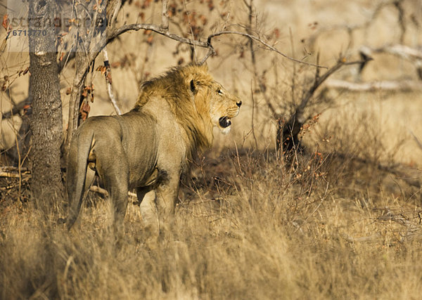 Löwe  Panthera leo  Baum