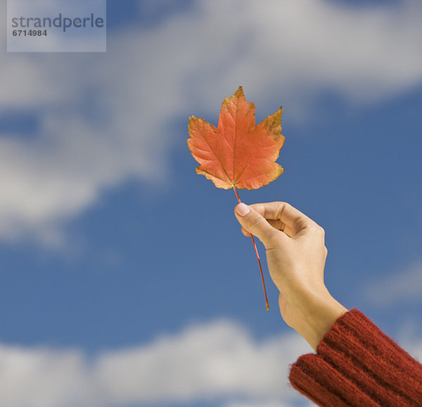 Frau  Pflanzenblatt  Pflanzenblätter  Blatt  halten  Herbst