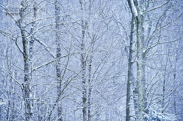 Bäume mit Schnee bedeckt