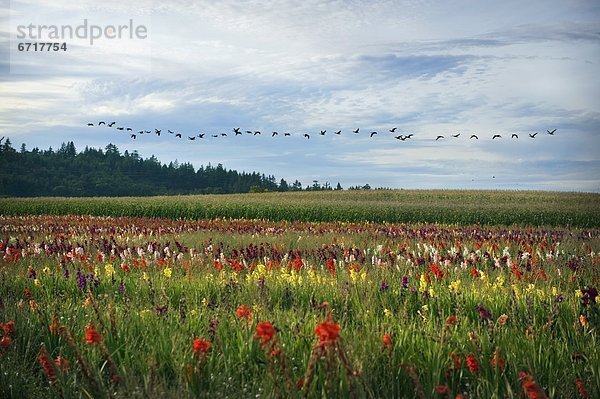 fliegen  fliegt  fliegend  Flug  Flüge  Blume  über  Feld  Gans  Vogelschwarm  Vogelschar  Brasilien