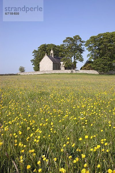 gelb  Kirche  Feld  Wildblume  England  Northumberland