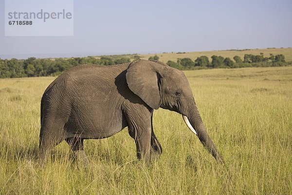 Pampashase Dolichotis patagonum lang langes langer lange Elefant Gras wandern Kenia Masai