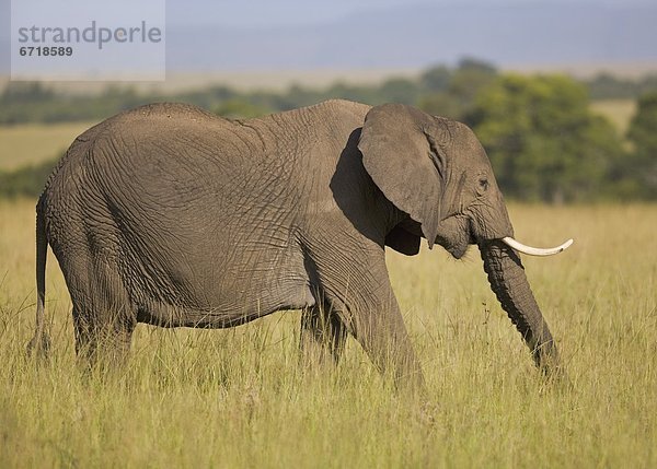 Ostafrika Pampashase Dolichotis patagonum lang langes langer lange Elefant Gras wandern Kenia Masai