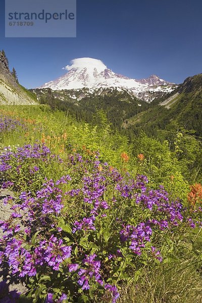 Alpine Wildflowers