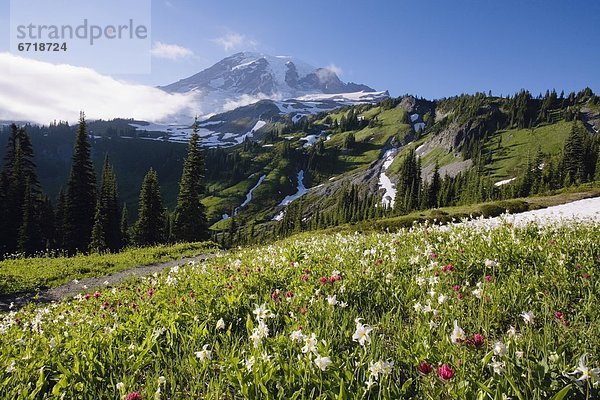 Berg  Feld  Wildblume  Lupine