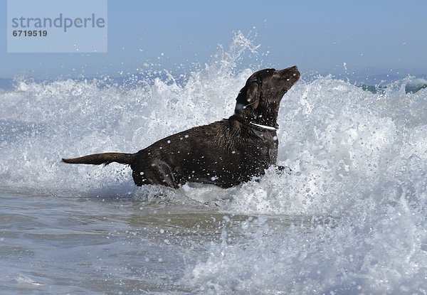 Labrador Retriever spielt in Ozean Wellen