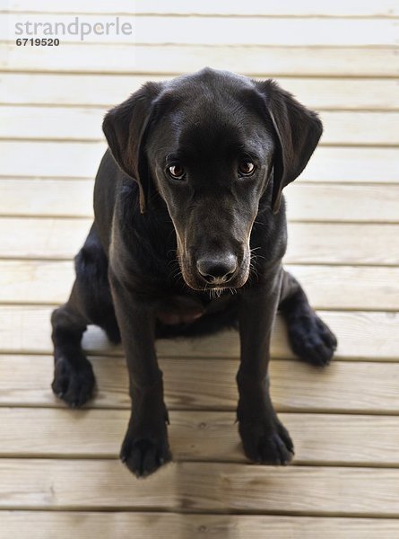 Labrador Retriever sitzt und macht Augenkontakt