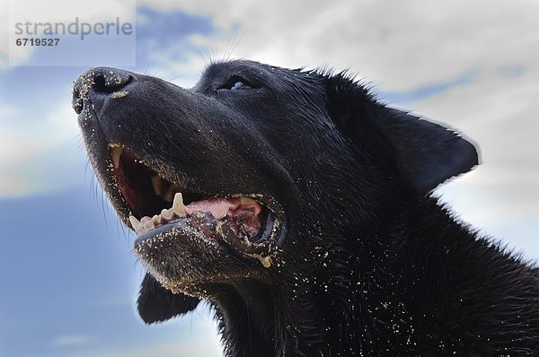 Porträt des nassen Labrador Retriever mit offenem Mund